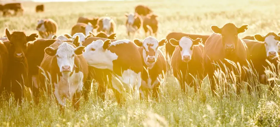 Cattle in field